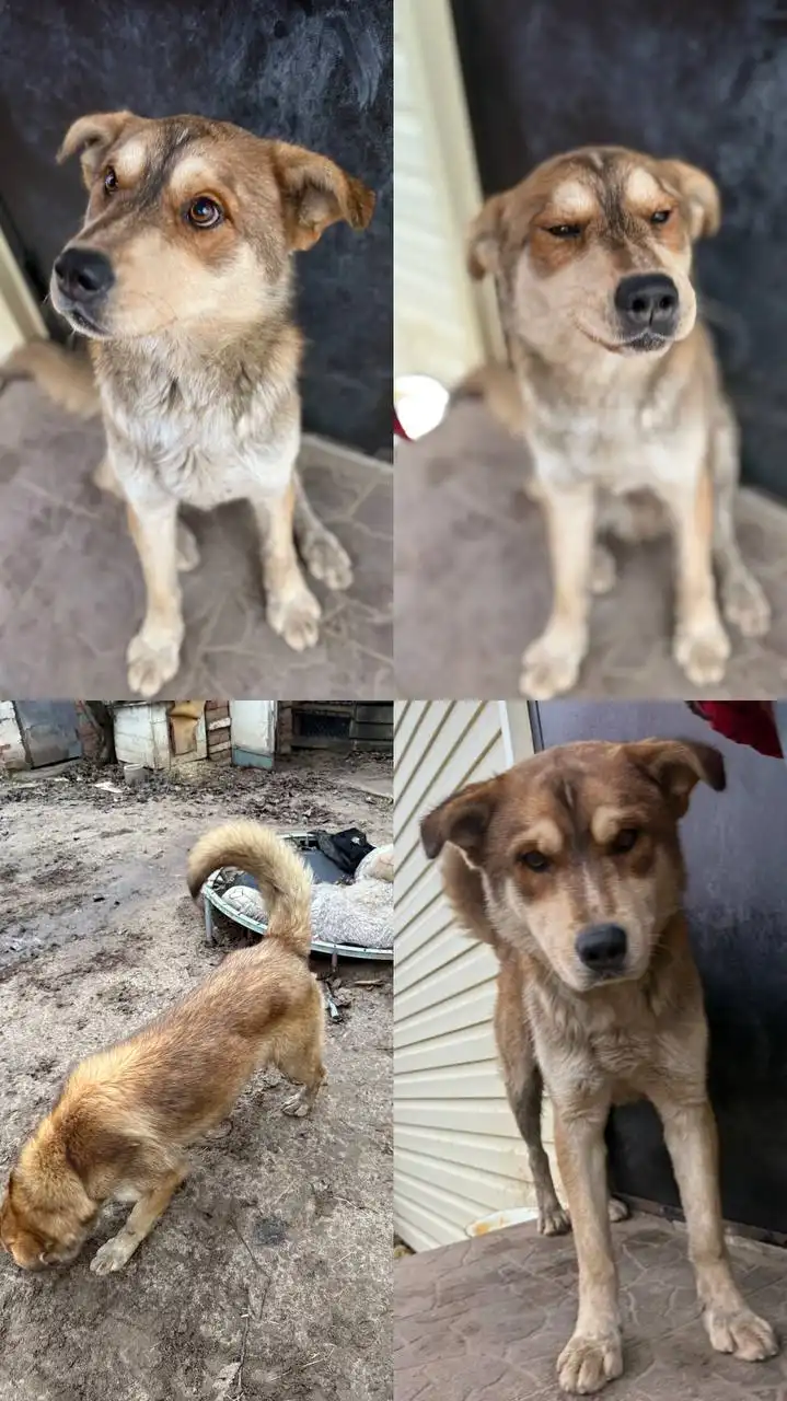 Найден кобель ищет дом