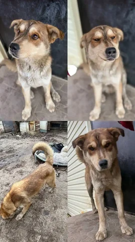 Найден кобель ищет дом - Животные в Саратов