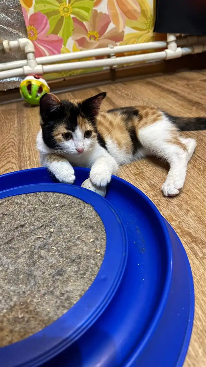 Кошечка ищет дом