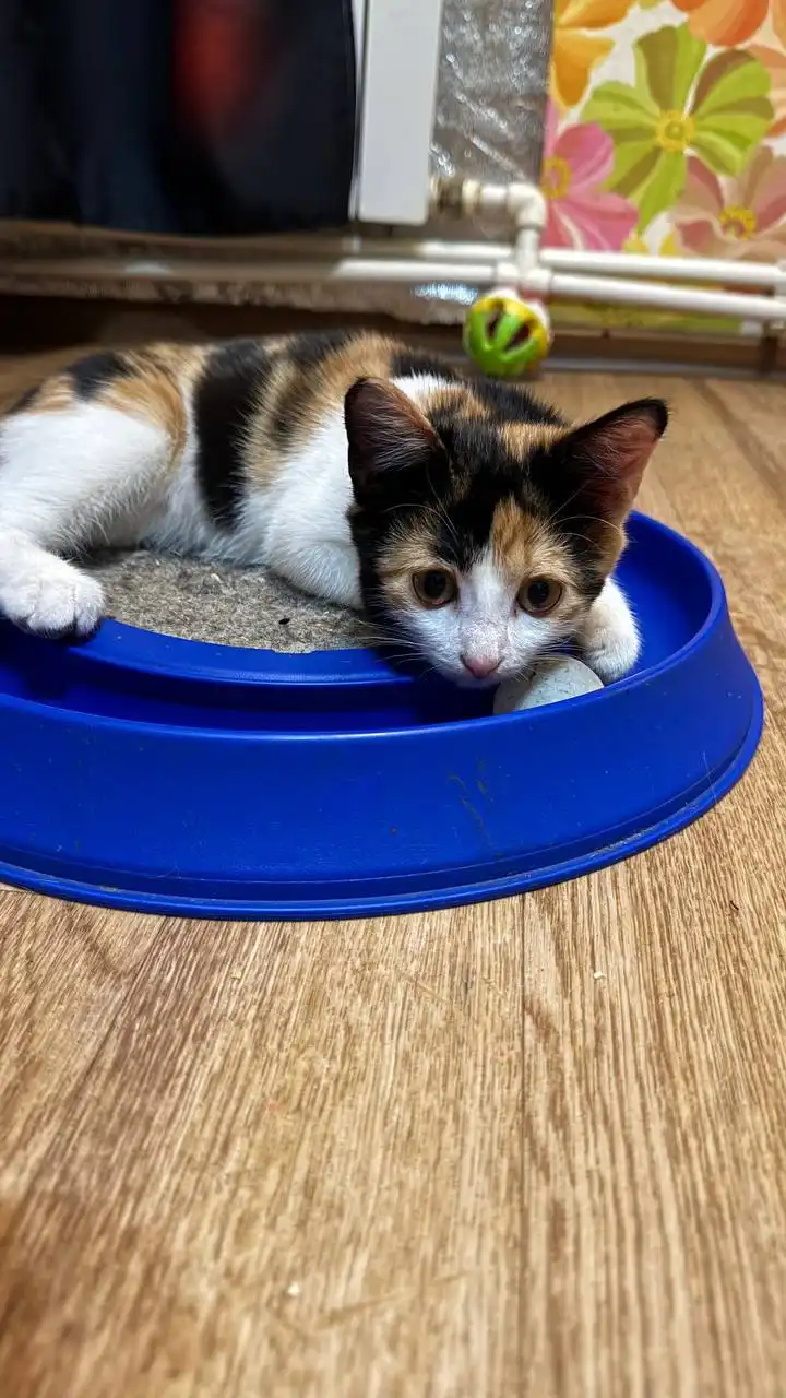 Кошечка ищет дом