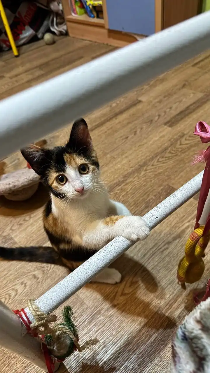 Кошечка ищет дом