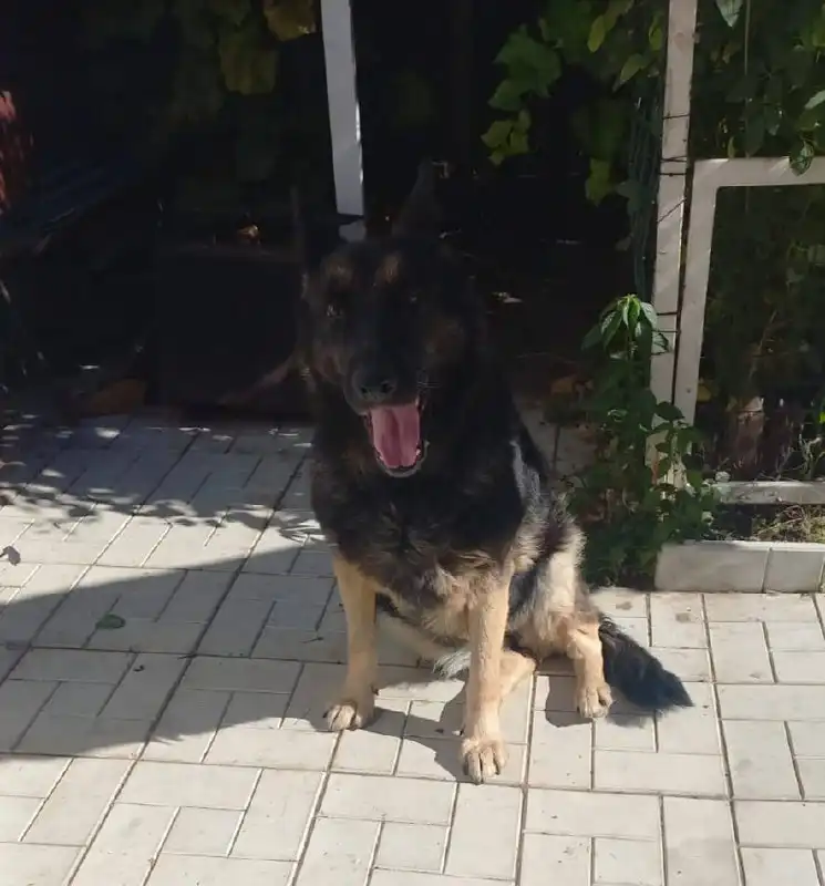 Пропала собака в Энгельсе