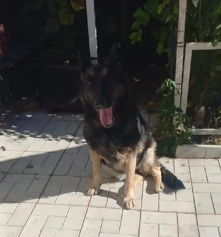 Пропала собака в Энгельсе - Животные в Энгельс