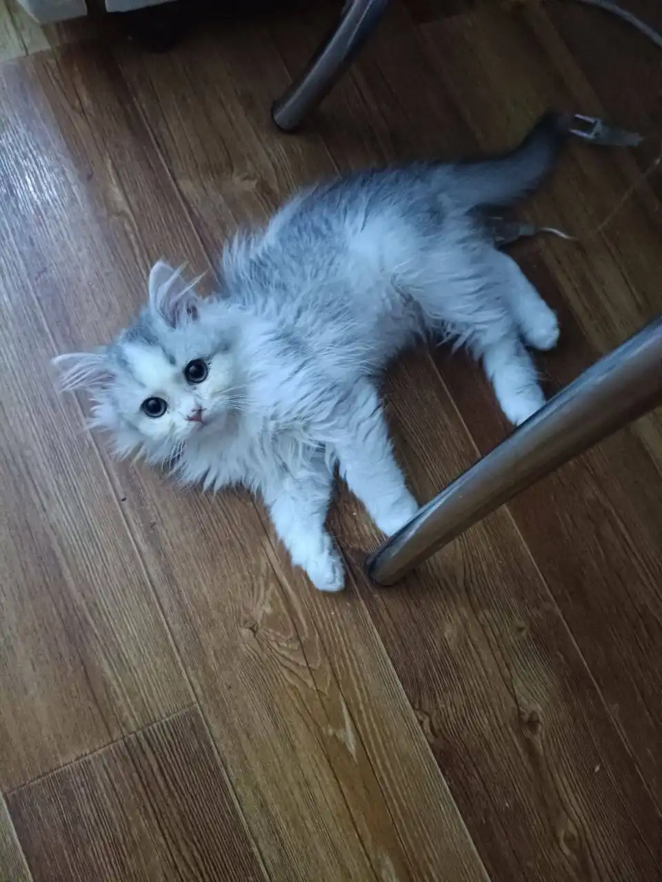 Маленький пушистый котенок ищет дом