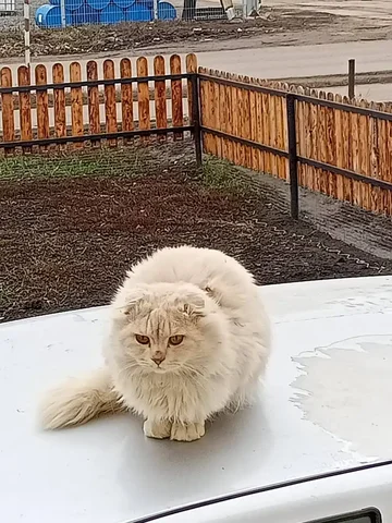 Котик на улице в Саратове - Животные в Саратов