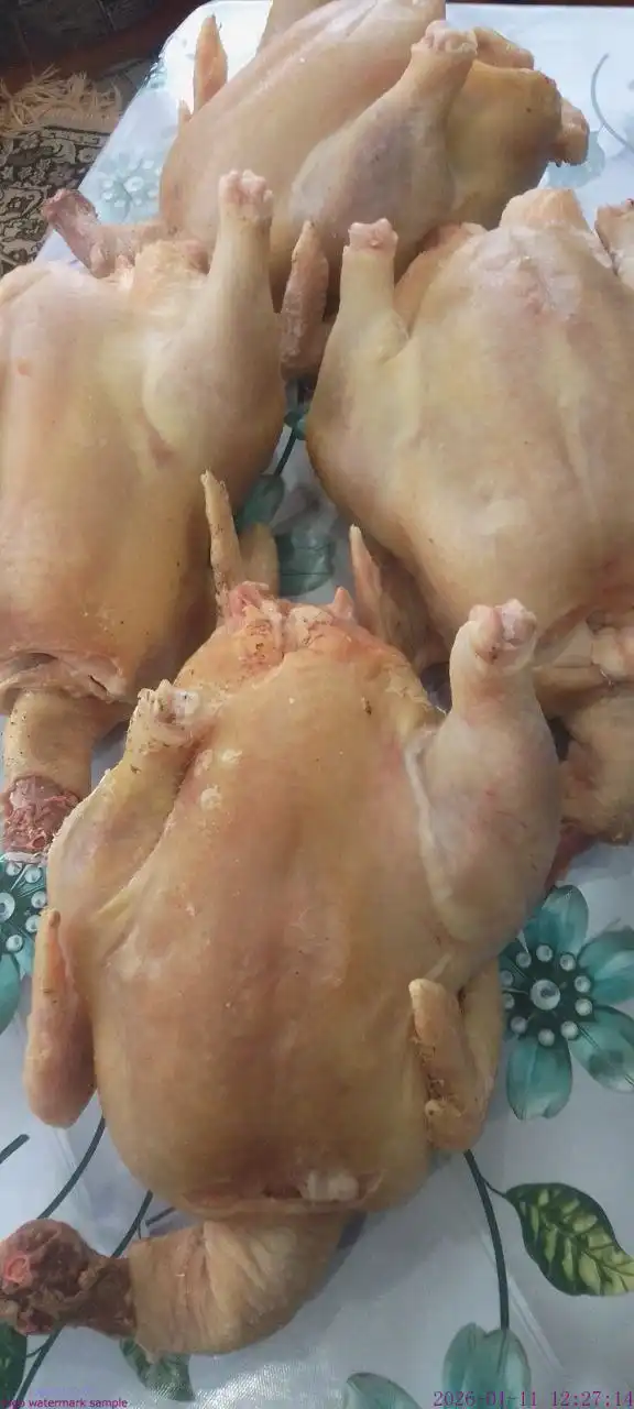 Куры бройлеры домашние - Птица (Животные) в Саратов