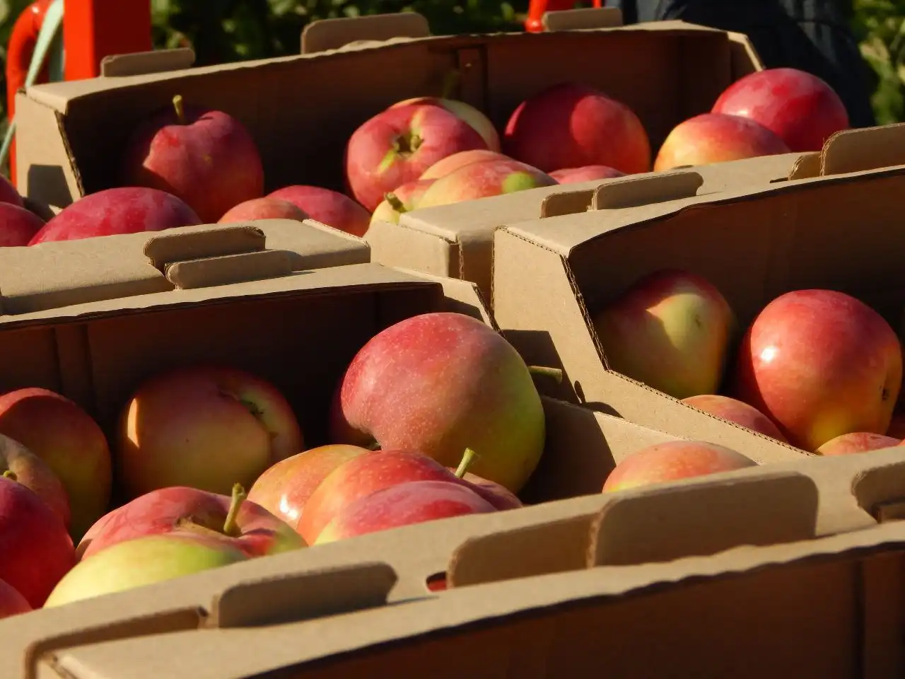 Яблоки разных сортов и соки прямого отжима - Продукты питания (Барахолка) в Бобровка