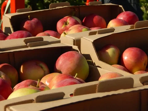 Яблоки разных сортов и соки прямого отжима - частное объявление в Бобровка