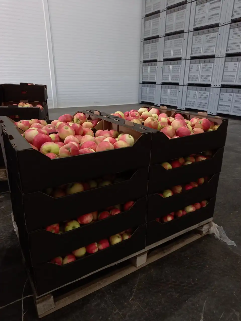 Продажа яблок и соков прямого отжима от ООО "Яблоневый сад" - Барахолка в Марксовский район, село Бобровка