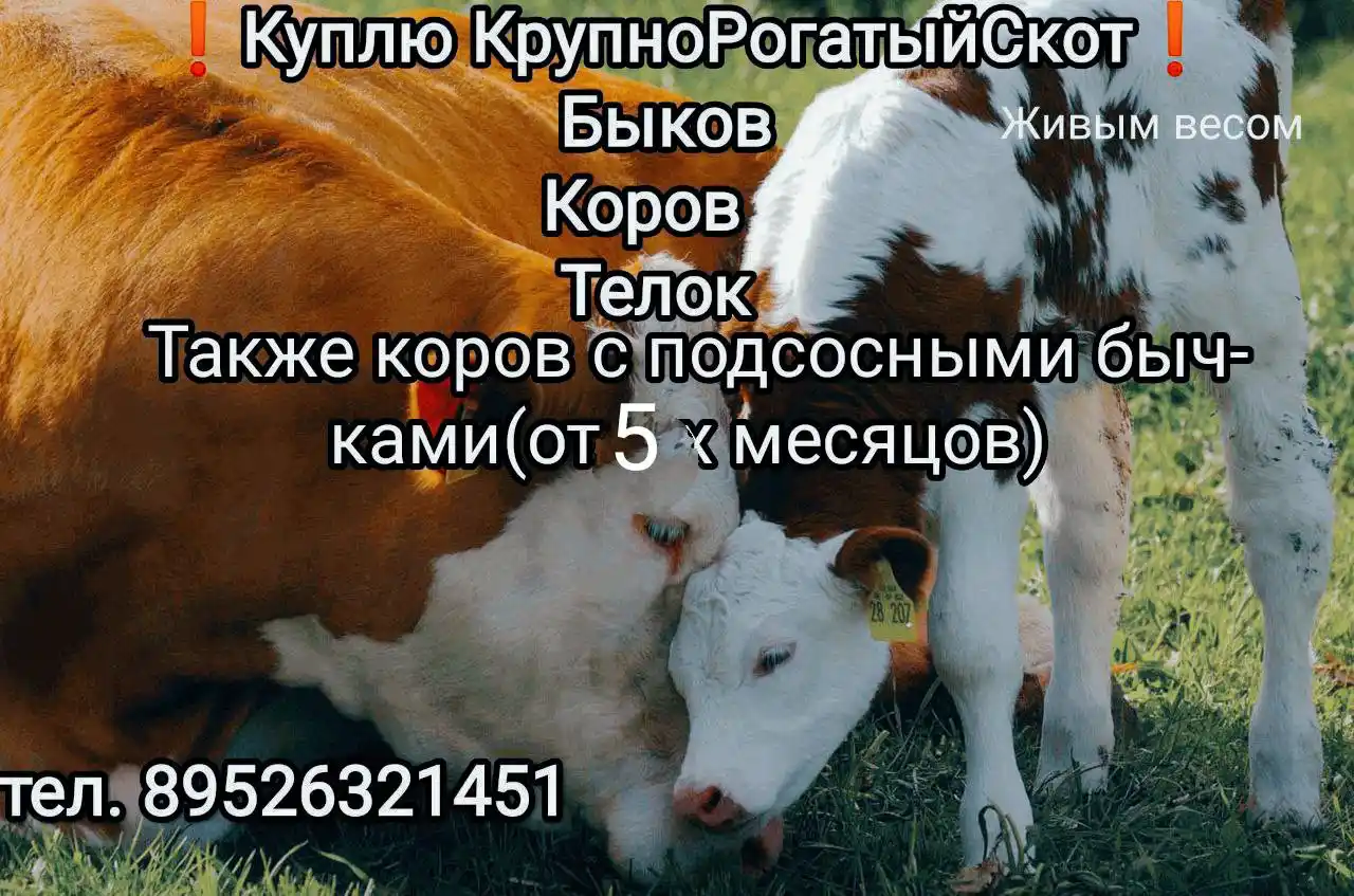 Объявления Иркутск - Услуги в Иркутск