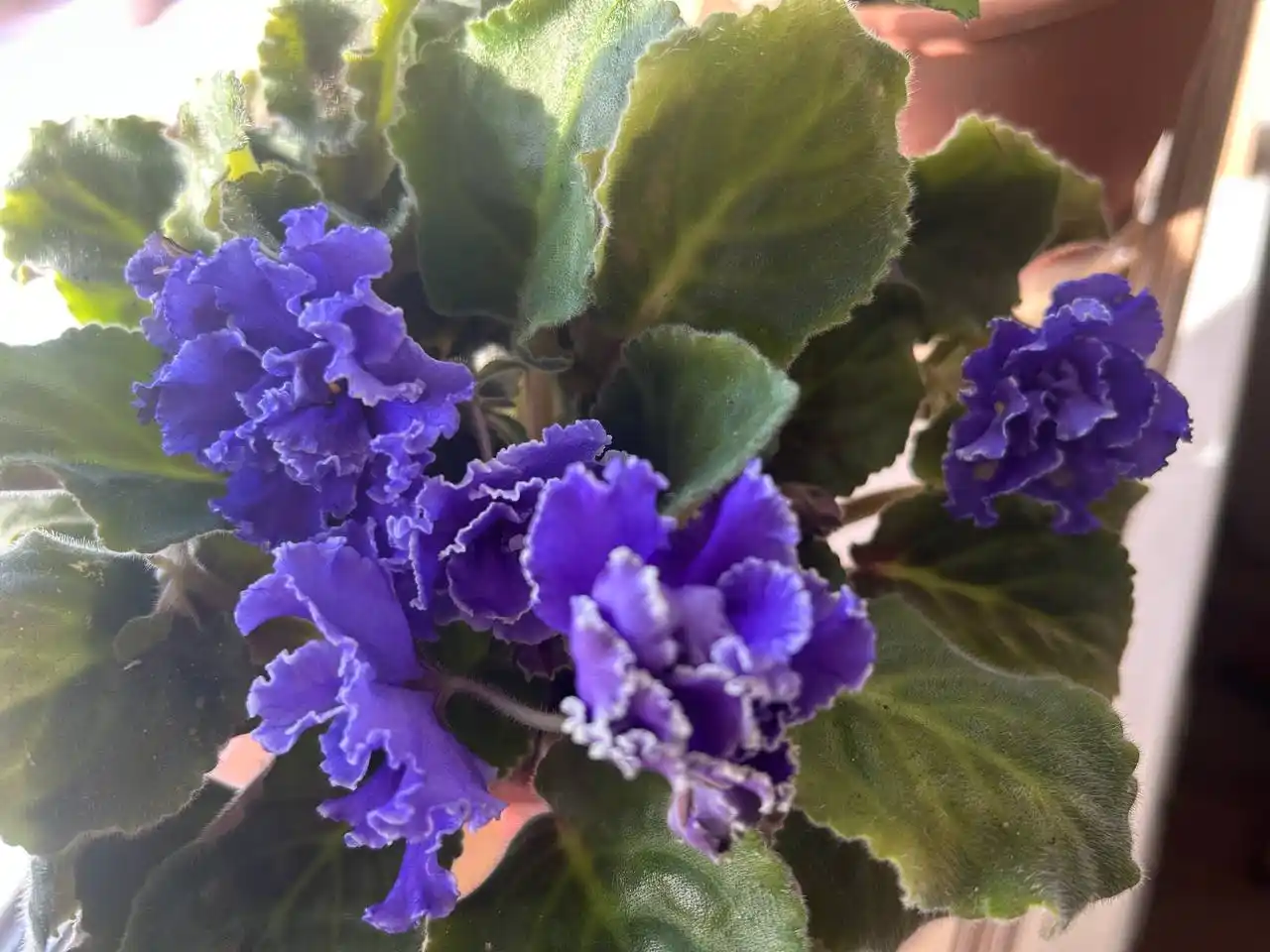 Продается махровая фиалка «Дыхание ночи» - Хобби и отдых в Иркутск