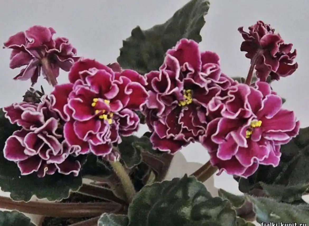 Фиалка сорт Lyon's Zoe - Хобби и отдых в Иркутск