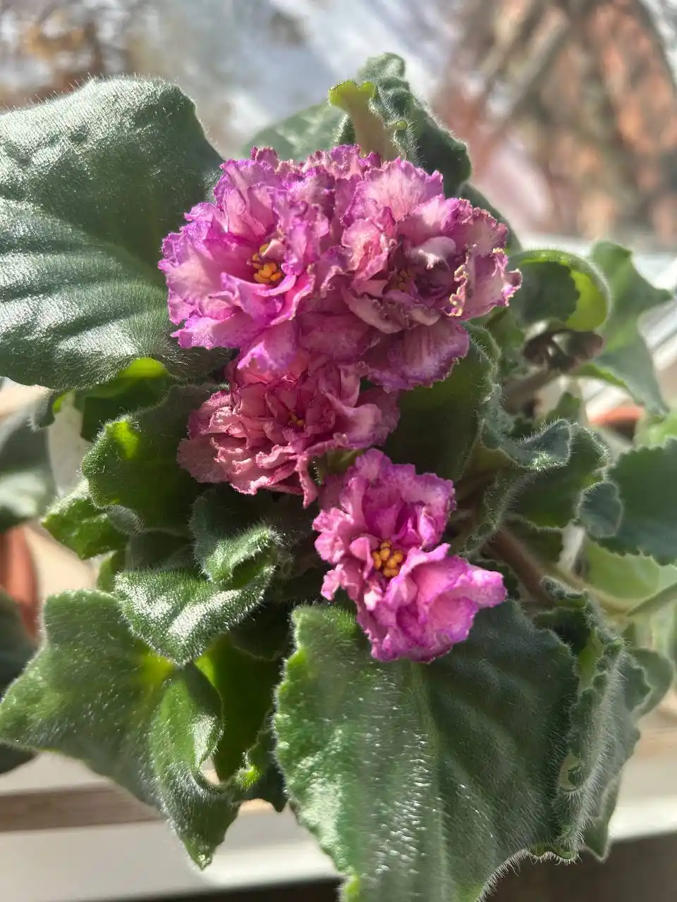 Фиалка сорт Перуанская лилия - Хобби и отдых в Иркутск