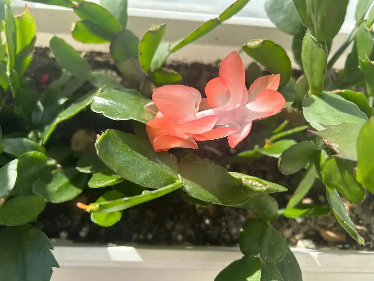 Декабрист «Коралл» - Хобби и отдых в Иркутск