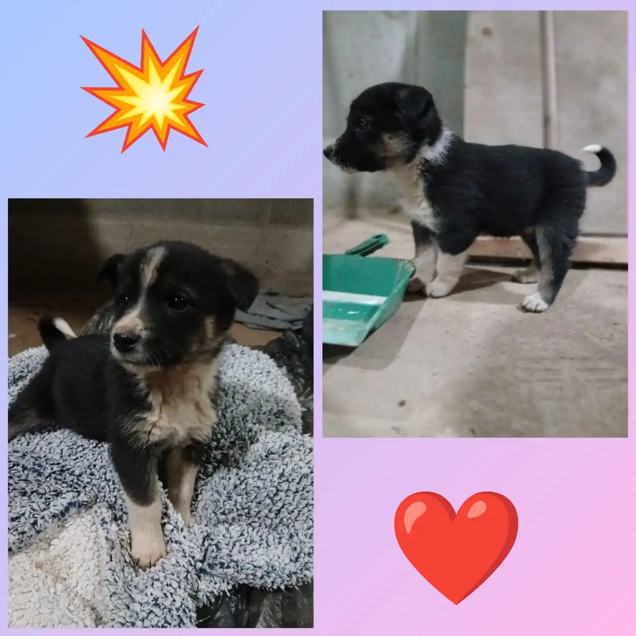 Девочка 1,5 месяца ищет любящую семью