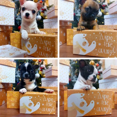 Щенки чихуахуа к Рождеству - Животные в Иркутск