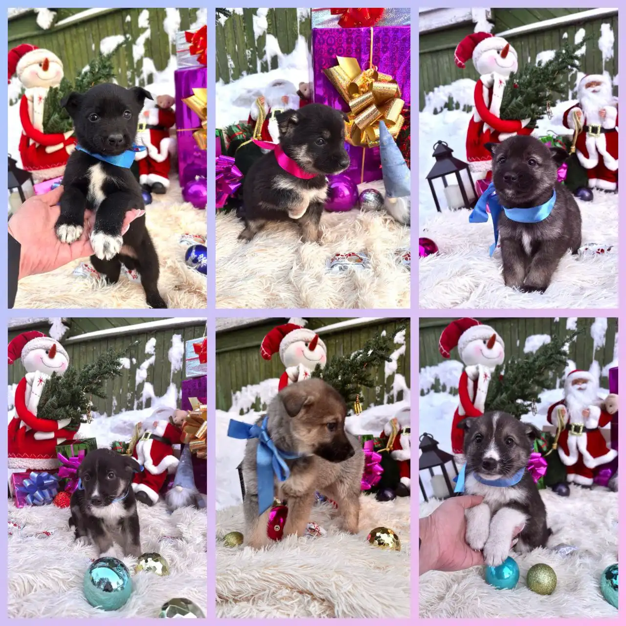 Новогодние чудо-малыши в поисках семьи