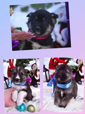 Щенки нуждаются в доме в Иркутске - частное объявление в Иркутск