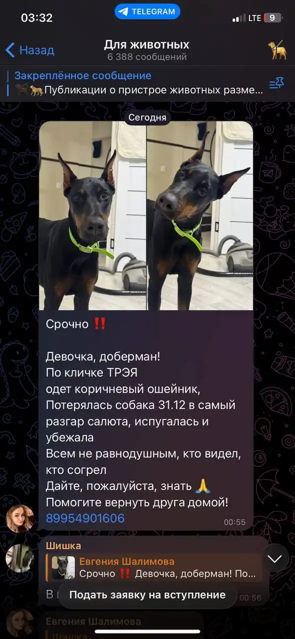 Пропала собака породы доберман по кличке Трейя в Смоленщине