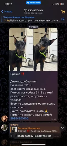 Пропала собака породы доберман по кличке Трейя в Смоленщине - Животные в Смоленск