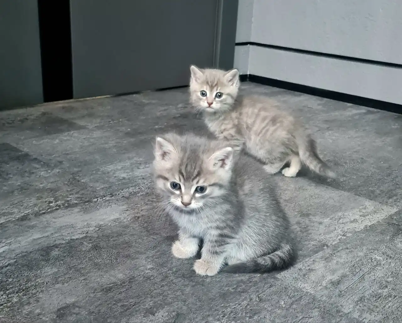 Котята для пристройства