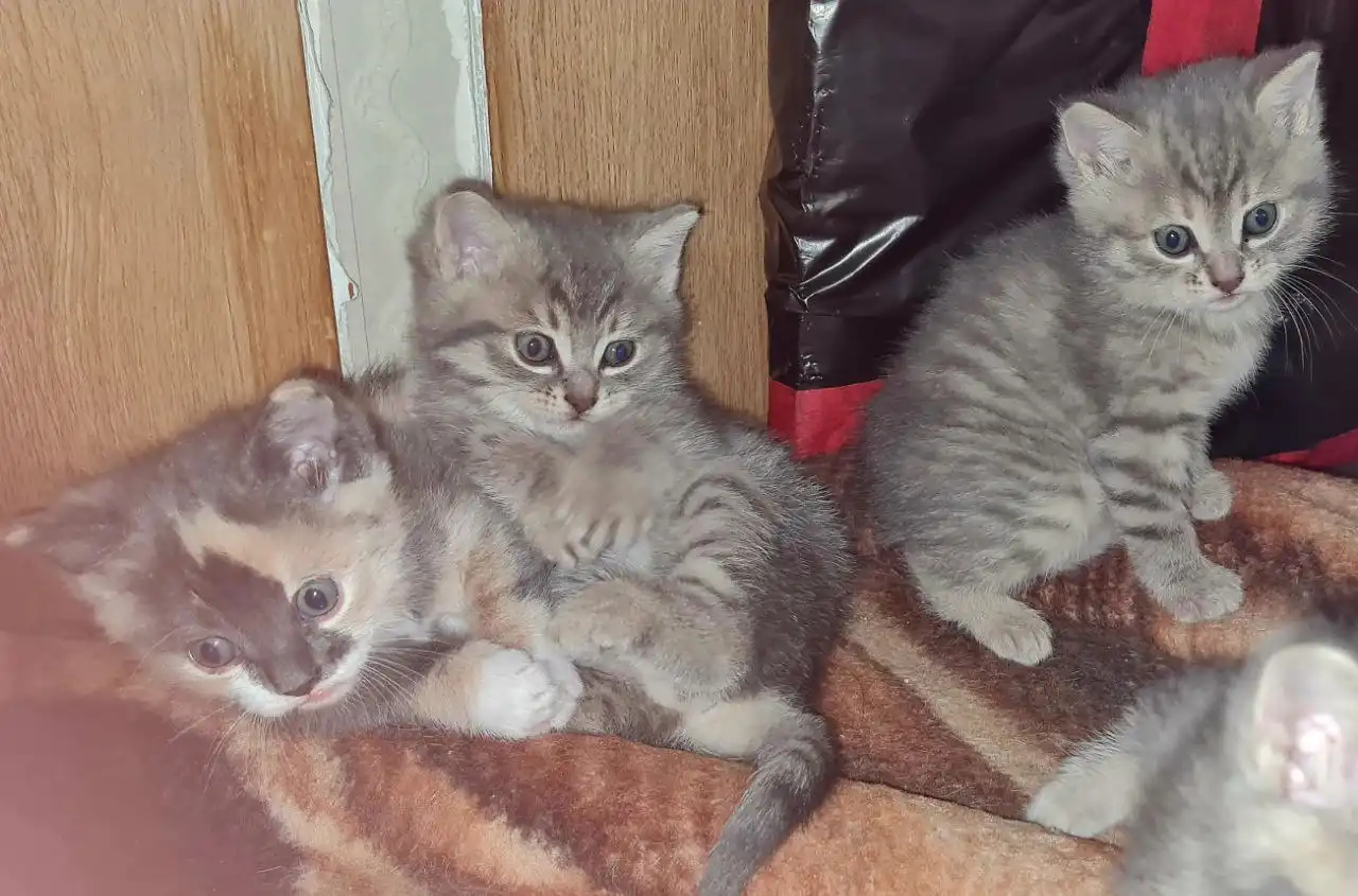 Котята для пристройства