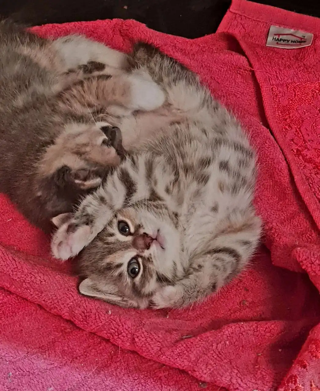 Котята для пристройства