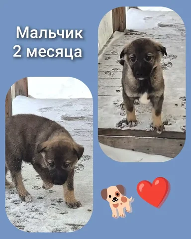 Продажа здорового и сообразительного щенка - Собаки в Иркутск