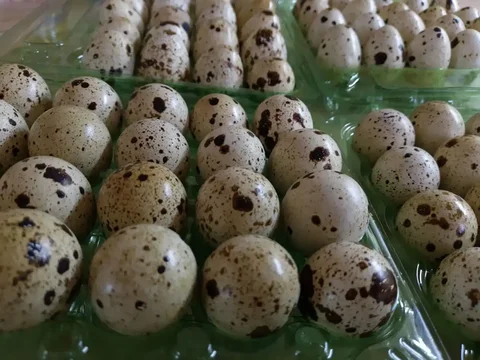 Продажа перепелиных и куриных яиц - частное объявление в Ангарск