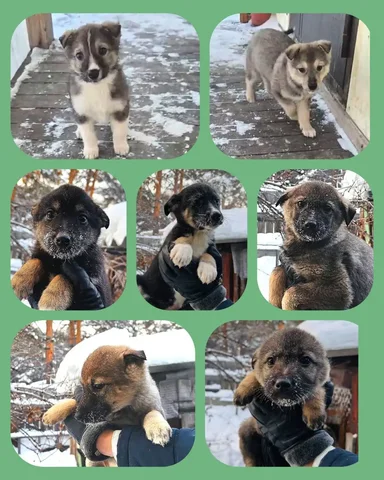 Щенки ищут дом в Иркутске - Потеряшки в Иркутск