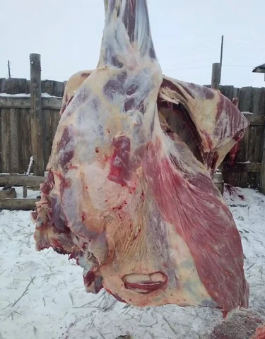 Продажа молодой говядины четвертинами - Растения и сад в Иркутск