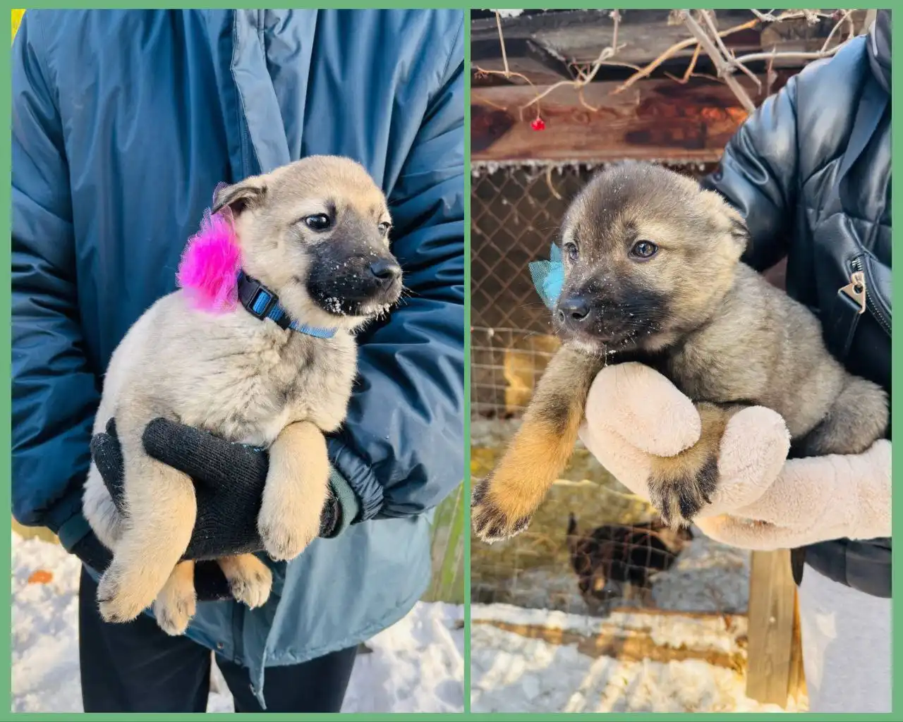 Щенки трех месяцев ищут дом - Собаки (Животные) в Иркутск