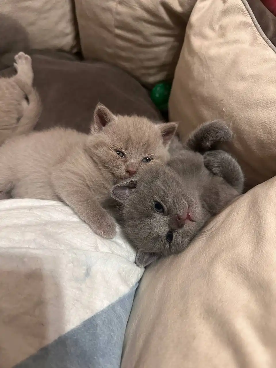 Продаются чистокровные британцы - Кошки (Животные) в Иркутск