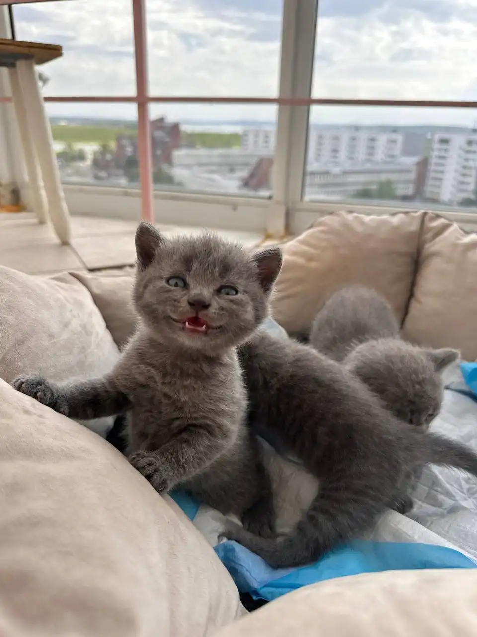 Продаются чистокровные британцы - Кошки (Животные) в Иркутск
