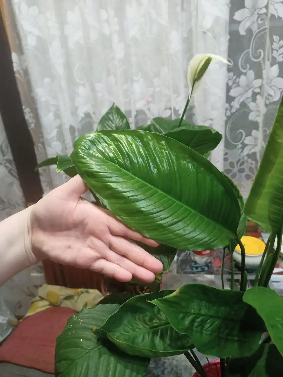 Продажа цветов спатифилум разных сортов - Растения (Хобби и отдых) в Иркутск