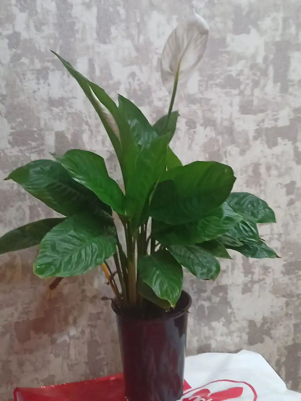 Продажа цветов спатифилум разных сортов - Растения (Хобби и отдых) в Иркутск