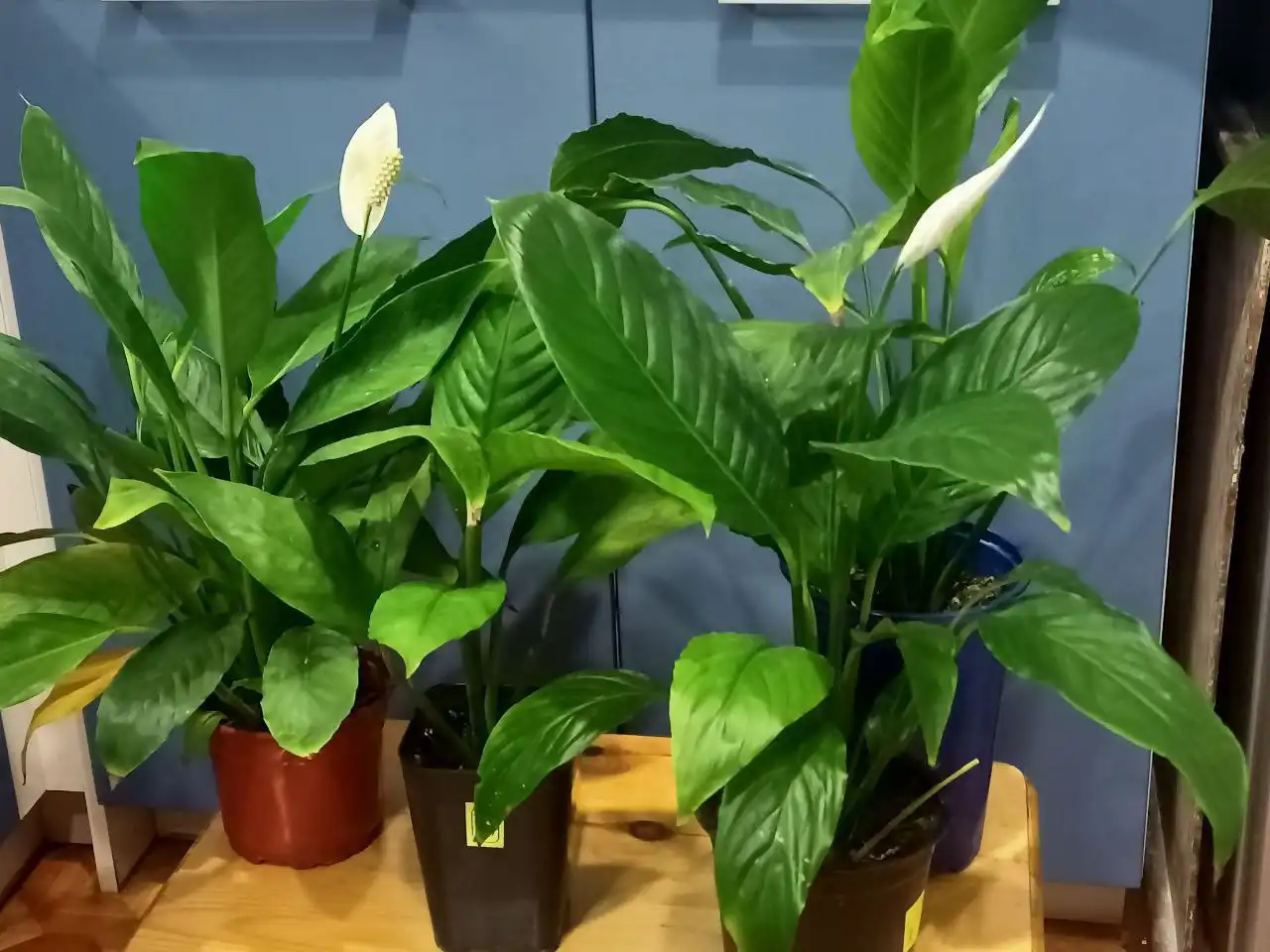 Продажа цветов спатифилум разных сортов - Растения (Хобби и отдых) в Иркутск