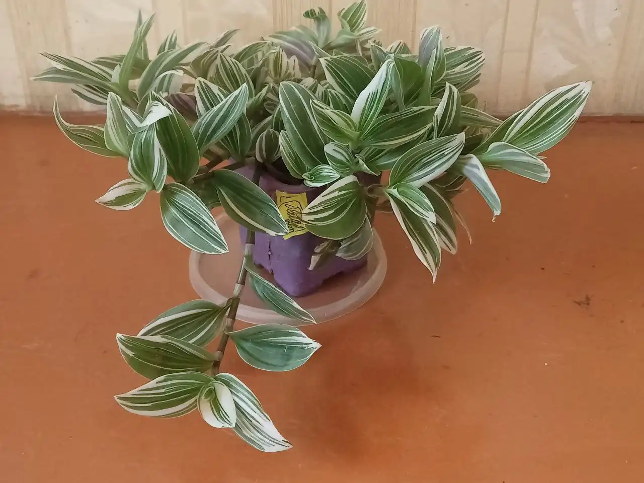 Продам традесканцию зебрино - Растения (Хобби и отдых) в Иркутск