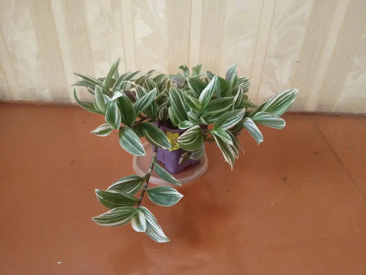 Продам традесканцию зебрино - Растения (Хобби и отдых) в Иркутск