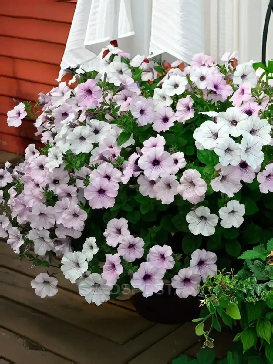 Петуния серии Тайдал в наличии - Растения (Хобби и отдых) в Иркутск