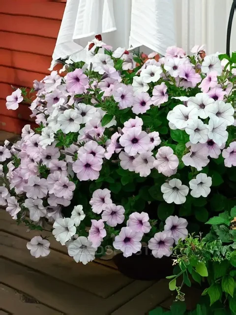 Петуния серии Тайдал в наличии - Хобби и отдых в Иркутск