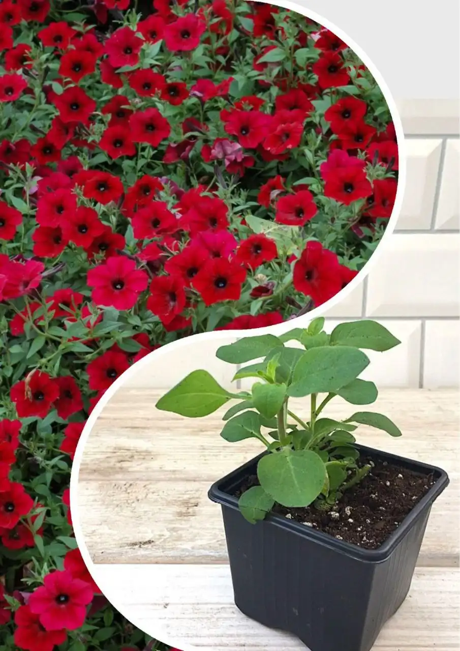 Петуния серии Тайдал в наличии - Растения (Хобби и отдых) в Иркутск