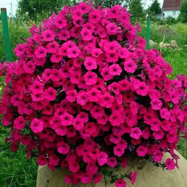 Петуния серии Тайдал в наличии - Растения (Хобби и отдых) в Иркутск