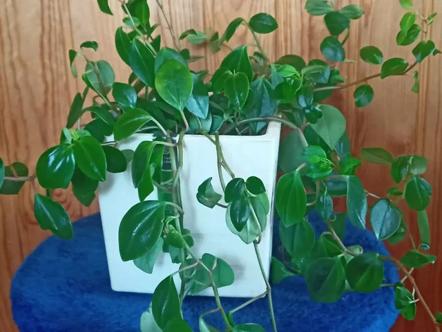 Продажа цветов пиперомия - Хобби и отдых в Иркутск