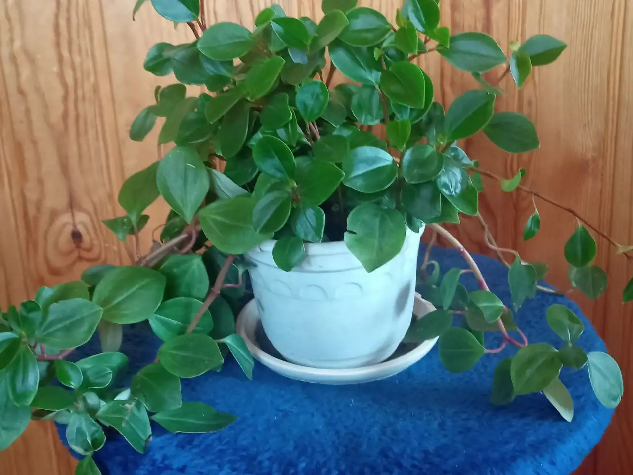 Продажа цветов пиперомия - Растения (Хобби и отдых) в Иркутск