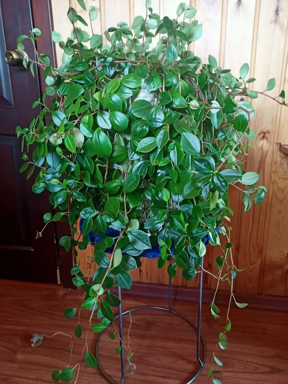 Продажа цветов пиперомия - Растения (Хобби и отдых) в Иркутск