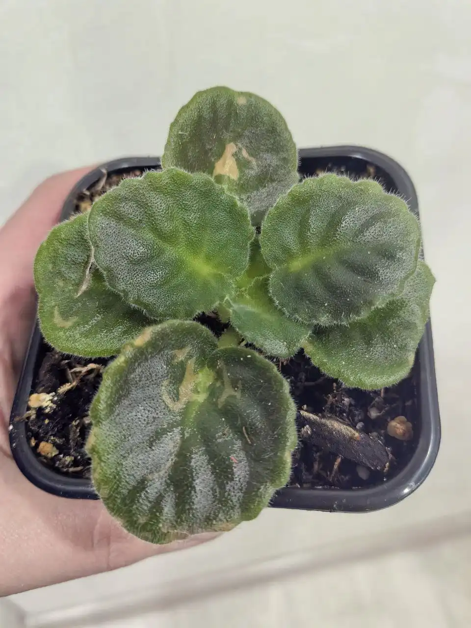 Продажа Фиалки Ульмарин Вариегантной махровой - Растения (Хобби и отдых) в Иркутск