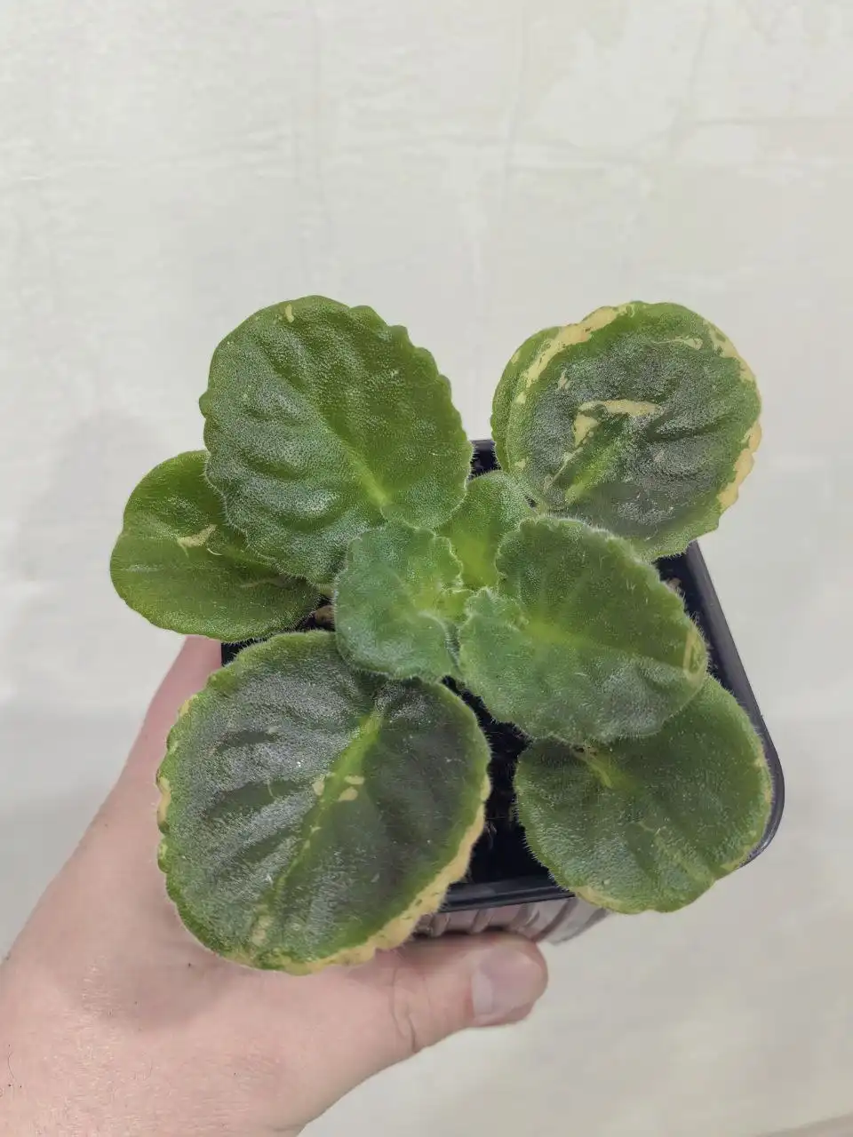 Продажа Фиалки Ульмарин Вариегантной махровой - Растения (Хобби и отдых) в Иркутск