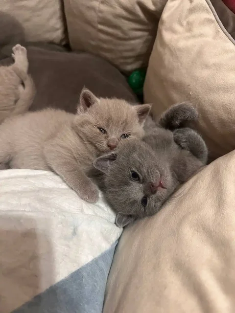 Британские котики - Кошки в Иркутск