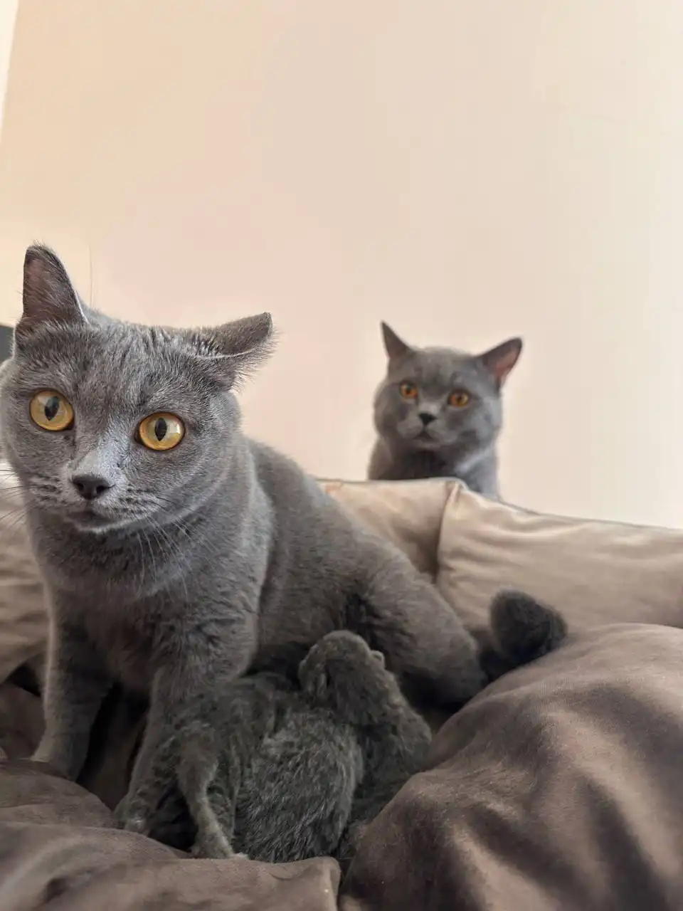 Британские котики - Кошки (Животные) в Иркутск